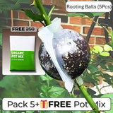 Rooting Balls Pack of 5 with Pot Mix Combo